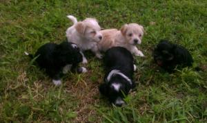 HavanesePuppies